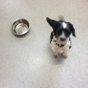 Dog and bowl