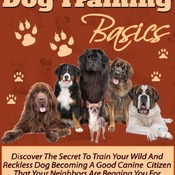 The Basics of Dog Training