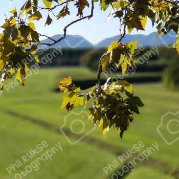 Midieval Mote through the trees