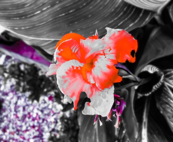 RED BLACK AND GREY FLOWER