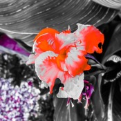 RED BLACK AND GREY FLOWER