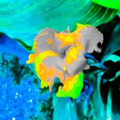 TROPICAL LEMON FLOWER