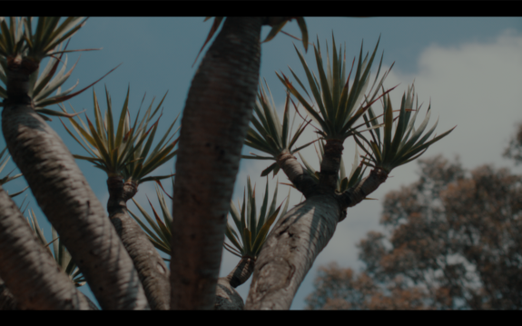 magic lantern canon 650d download magic lantern canon 650d download