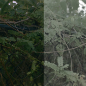 Cinematic Lut Outdoor Version 1 & 2. Both for $4!