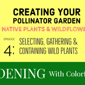 Creating Your Pollinator Garden -  Episode 4 Wildflowers & Native Plants
