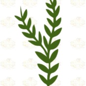 Svg PNG DXF Set 1-6 different Leaves for Paper Flowers Machine use Only