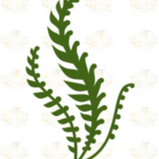 Svg PNG Dxf Set 10-6 different Leaves for Paper Flowers- MACHINE use Only (Cricut and Silhouette) DIY and Handmade Leaves Templates