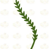 Svg/PNG/Dxf Set 2-6 different Leaves for Paper Flowers- MACHINE use Only