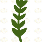 Svg PNG Dxf Set 6-6 different Leaves for Paper Flowers- MACHINE use Only (Cricut and Silhouette) DIY and Handmade Leaves Templates