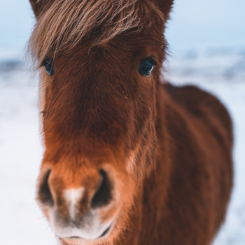 Icelandic Horse