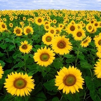 Field of sunflowers