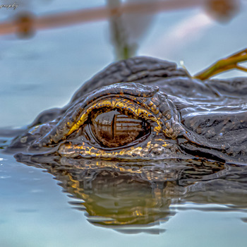 American alligators (5 photos set)