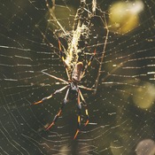 Spider Florida Wallpaper