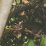 Squirrel Florida Wallpaper