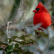 Northern cardinal