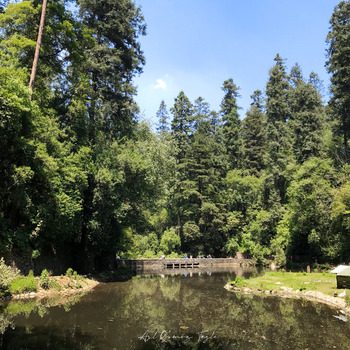 Bosque y lago soleado