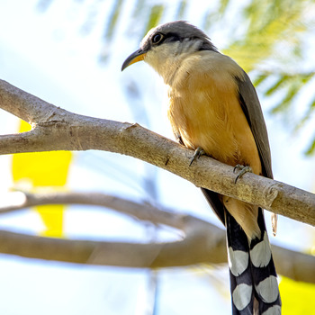 Magrove cuckoo