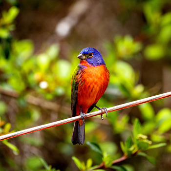 Male painted bunting (1 photo)