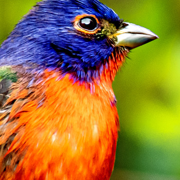 Male painted bunting  (10 photo set)