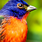 Male painted bunting  (10 photo set)