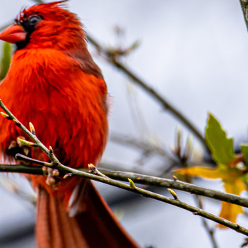 portrait of the male northern cardinal