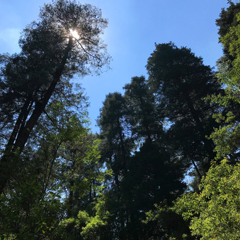 Sol ocultándose en las copas de los arboles