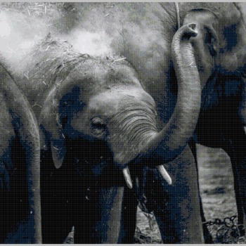 Elephants in the wild.