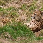 Ah! Spotted. Cheetah.