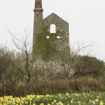 Daffodil Mine, Pendeen. Cornwall.