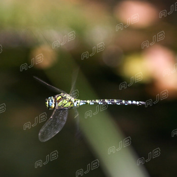 Dragonfly in Flight.