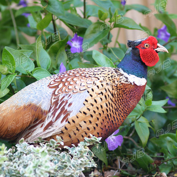 Garden Visitor. Pheasant.