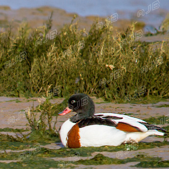 Lelant Duck, Lelant Saltings, Cornwall.