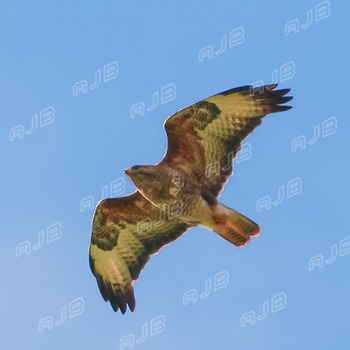 No Flap On Here. Buzzard.