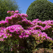 Pink Hedge, St Keverne, Cornwall.