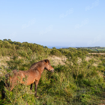 Pony on the Lizard, Cornwall.