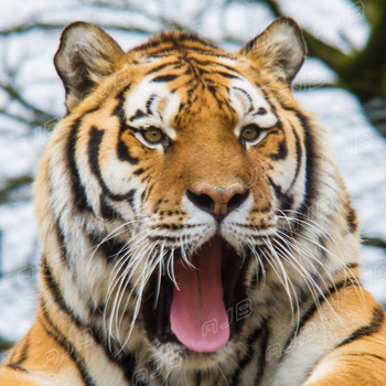 Tiger Yawn.