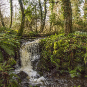 Babbling Brook, St Keverne, Cornwall.