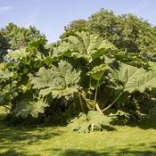 Giant Rhubarb at Roskilly's, St Keverne, Cornwall.