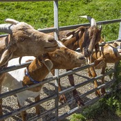 Goats at Roskilly's, St Keverne, Cornwall.