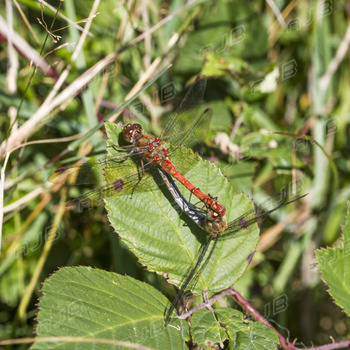 Goonhilly Dragonfly, Goonhilly. Cornwall.