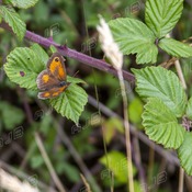 Goonhilly Flutter, Goonhilly, Cornwall.