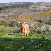 Highland Pose, near St Keverne, Cornwall.