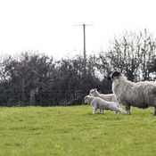 Squaring Up in St Keverne.