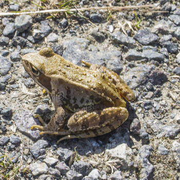 Toad of Goonhilly Hall, Goonhilly, Cornwall.