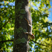 On the tree