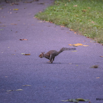 Squirrel or Kangaroo?