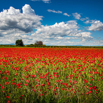 Campo di Papaveri