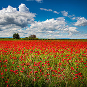 Campo di Papaveri