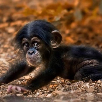 Baby Monkey
