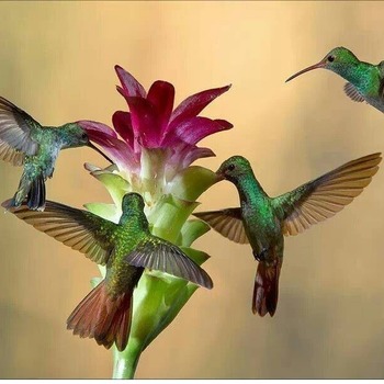 Birds